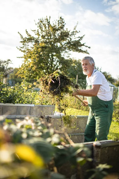 Senior Gärtner Gärtnert Seinem Permakulturgarten — Stockfoto