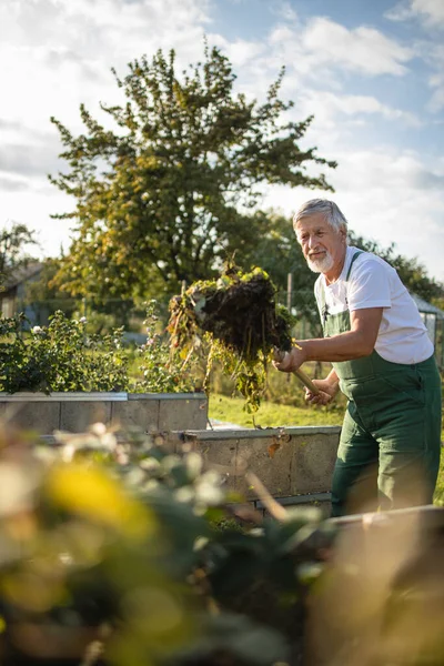 Senior Gardenr Berkebun Taman Permakultur Nya — Stok Foto