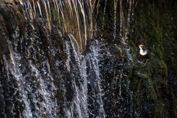 Wasserkonzept Flusswasser Fließt Mit Licht Das Seine Oberfläche Reflektiert Schnelle — Stockfoto