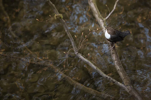 Weißkehlbauch Cinclus Cinclus Sitzt Auf Einem Stein Tauchvogeljagd Wasser Frühlingsmoment — Stockfoto