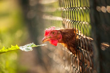 Bir çiftlikte tavuk (Gallus gallus domesticus)