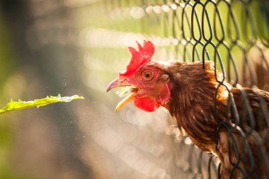 Bir çiftlikte tavuk (Gallus gallus domesticus)