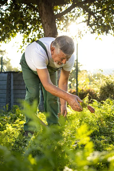 Senior Gärtner Gärtnert Seinem Permakultur Garten Möhren Ernten — Stockfoto