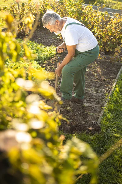 Tukang Kebun Senior Berkebun Kebun Permakultur Nya Membalik Tanah Kebunnya — Stok Foto