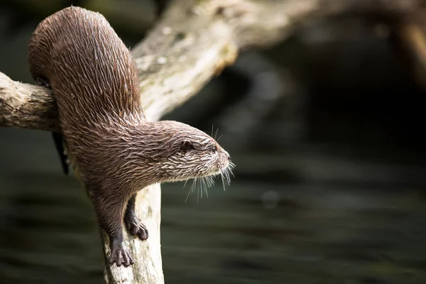 Uma Lontra Oriental Garras Pequenas Aonyx Cinerea Lontra Asiática Garras — Fotografia de Stock