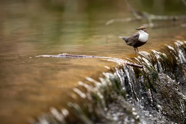 白喉跳水者 Cinclus Cinclus 坐在石头上 潜水的鸟儿在水里捕猎 来自山河的春天时刻 — 图库照片