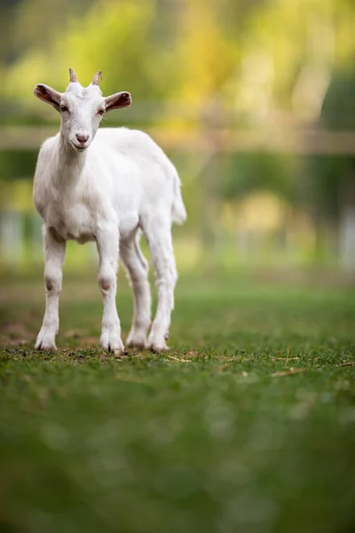 Cute Goats Organic Farm Looking Happy Grazing Outdoors Respectful Animal — Stock Photo, Image