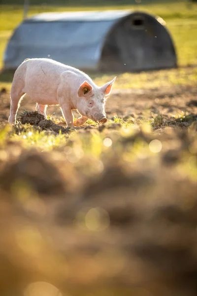 Porcs Mangeant Sur Une Prairie Dans Une Ferme Viande Biologique — Photo