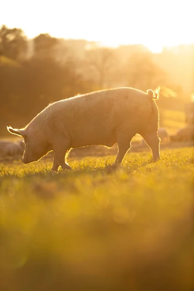 有機食肉農場の牧草地で食べる豚 広角レンズショット — ストック写真