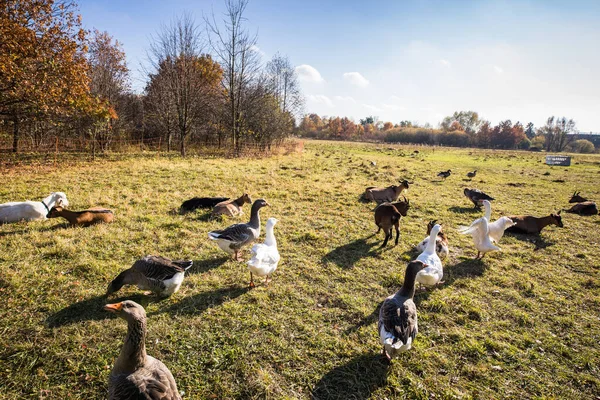 Beautiful Geese Anser Anser Domesticus Enjoying Morning Walk Farm Domestic — Fotografia de Stock