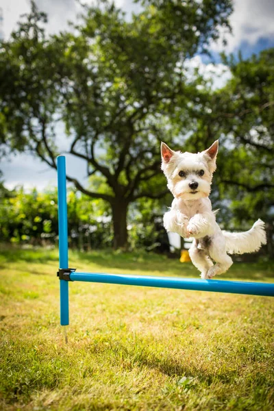 Roztomilý Malý Pes Dělá Agility Cvičení Běh Slalom Poslušnost Dělat — Stock fotografie