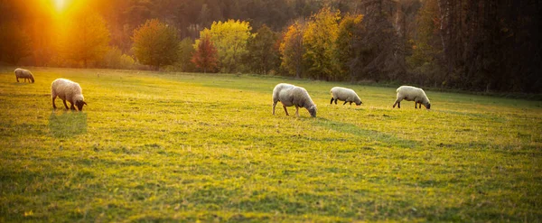 Sheep Grazing Lush Green Pastures Warm Evening Light — Stock Photo, Image