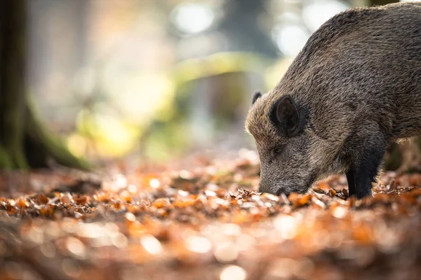 野生のワイン ユーラシア野生の豚としても知られている野生のバーやスースクローファ — ストック写真
