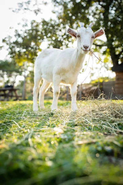 Cute Goats Organic Farm Looking Happy Grazing Outdoors Respectful Animal — Stock Photo, Image