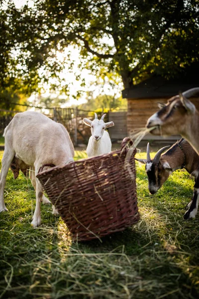 Cabras Bonitas Uma Fazenda Orgânica Parecendo Felizes Pastando Livre Agricultura — Fotografia de Stock