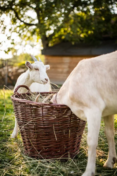 Organik Bir Çiftlikteki Sevimli Keçiler Mutlu Görünüyorlar Dışarıda Otluyorlar Saygılı — Stok fotoğraf
