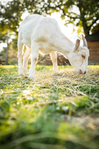 Schattige Geiten Een Biologische Boerderij Die Gelukkig Uitzien Weiden Buiten — Stockfoto