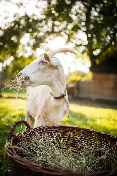 Cabras Lindas Una Granja Orgánica Mirando Feliz Pastando Aire Libre —  Fotos de Stock