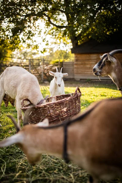 Cabras Bonitas Uma Fazenda Orgânica Parecendo Felizes Pastando Livre Agricultura — Fotografia de Stock