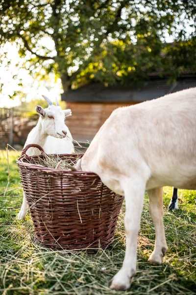 有機農場でかわいいヤギ 幸せそうに見えます 屋外で放牧 尊敬動物農業 — ストック写真