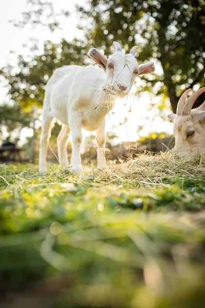 有機農場でかわいいヤギ 幸せそうに見えます 屋外で放牧 尊敬動物農業 — ストック写真