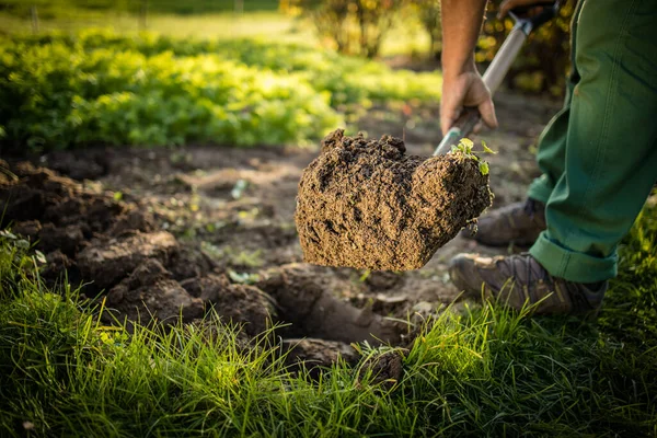 Tukang Kebun Senior Berkebun Kebun Permakultur Nya Memegang Sekop — Stok Foto
