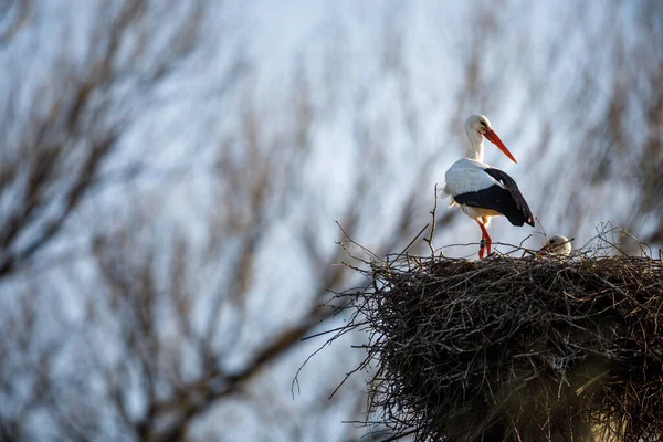 Elegantní Čáp Bílý Ciconia Ciconia Během Hnízdění Zaneprázdněn Péčí Své — Stock fotografie