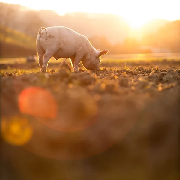 Svin Som Äter Äng Ekologisk Köttfarm Vidvinkelobjektiv Skjuten — Stockfoto