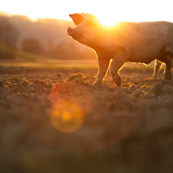 Svin Som Äter Äng Ekologisk Köttfarm Vidvinkelobjektiv Skjuten — Stockfoto