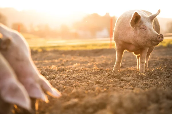 Свиньи Едят Лугу Органической Мясной Ферме Широкоугольный Объектив — стоковое фото