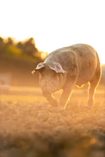 Svin Som Äter Äng Ekologisk Köttfarm Vidvinkelobjektiv Skjuten — Stockfoto