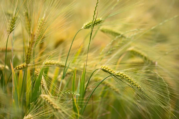 Single Green Barley Plant Dark Background Barley Grain Used Flour — Stock Photo, Image