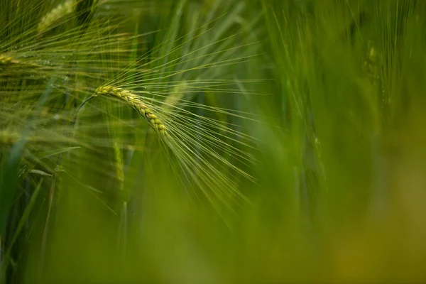 Einzelne Grüne Gerstenpflanze Vor Dunklem Hintergrund Gerstenkorn Wird Für Mehl — Stockfoto