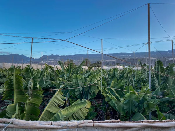 Bananenplantage Bananenbäume Garten Meer Teneriffa Kanarische Inseln — Stockfoto