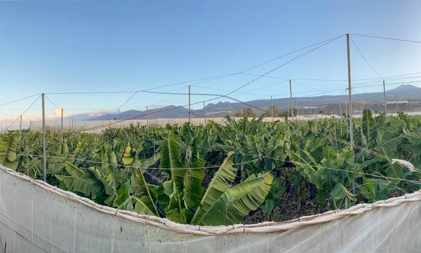 Bananenplantage Bananenbäume Garten Meer Teneriffa Kanarische Inseln — Stockfoto