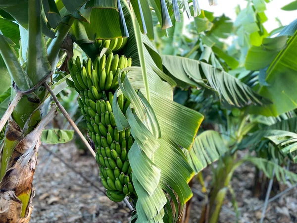 Plantación Plátanos Plátanos Jardín Junto Mar Tenerife Islas Canarias —  Fotos de Stock