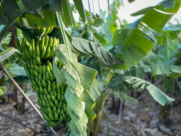 Plantacja Bananów Drzewa Bananowe Ogrodzie Nad Morzem Teneryfa Wyspy Kanaryjskie — Zdjęcie stockowe