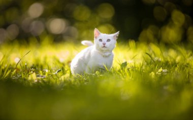 Çok sevimli beyaz bir kedi yavrusu dışarıda oynuyor. Evcil bir hayvan dışarıda oynuyor.