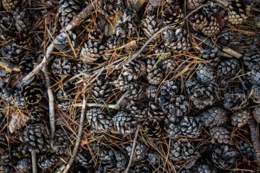 Yerdeki kozalaklarla kaplı orman zemininde çam kozalakları var.