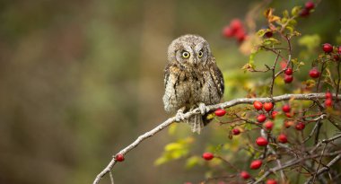 Avrasya baykuşu (Otus scops) - Sonbahar ormanlarında bir dalda baykuş avlıyor