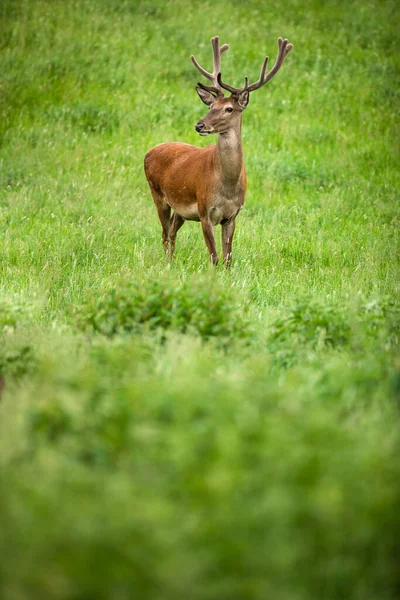 夏の牧草地で鹿野生の発光哺乳動物を流す — ストック写真