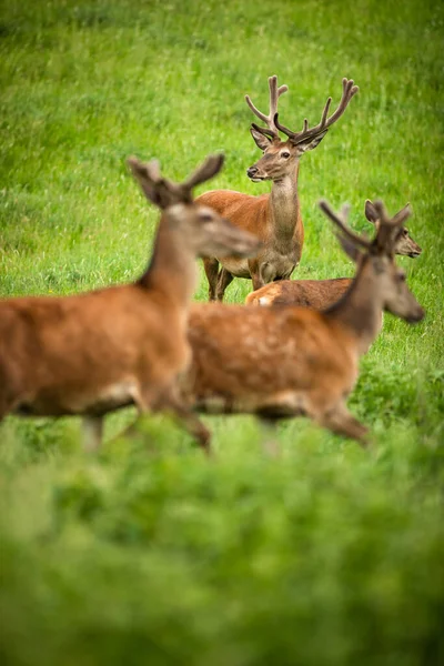 夏の牧草地で鹿野生の発光哺乳動物を流す — ストック写真