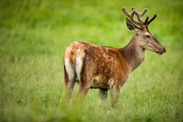 Fallow Deer Wild Ruminant Mammal Pasture Summer — Stock Photo, Image