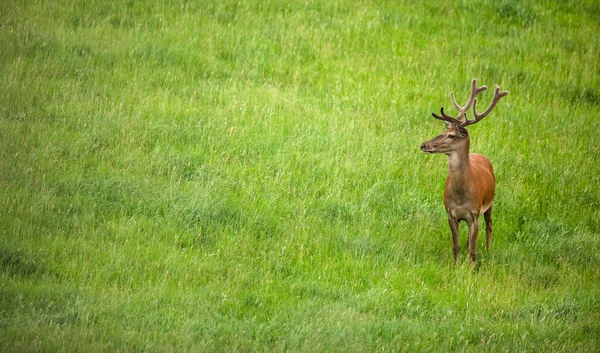 夏の牧草地で鹿野生の発光哺乳動物を流す — ストック写真