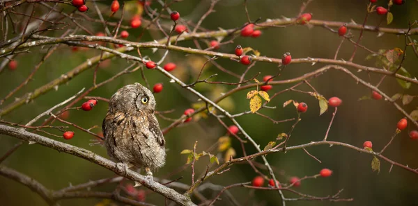 ユーラシアスコップフクロウ Otus Scops 秋の森の枝にある小さなフクロウ その自然生息地 — ストック写真