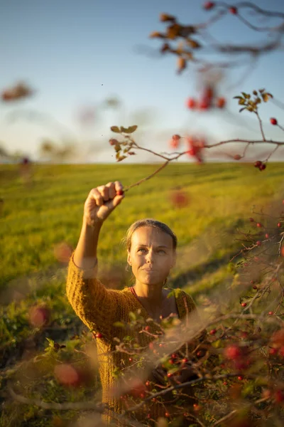 Mooie Jonge Vrouw Verzamelen Rozenbottel Fruit Herfst Natuur — Stockfoto
