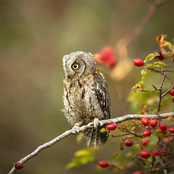 Сова Otus Scops Сова Small Scops Owl Ветке Осеннем Лесу — стоковое фото