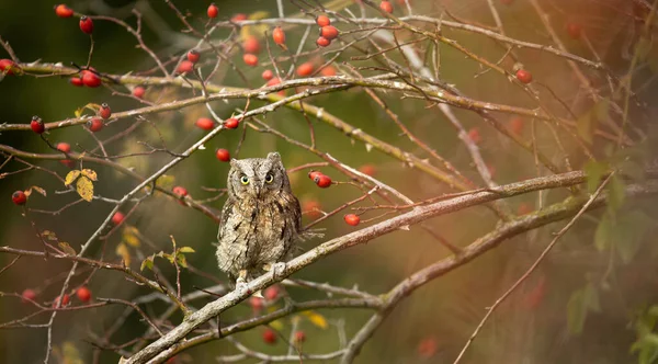 Búho Silvestre Eurasiático Otus Scops Pequeño Búho Silvestre Una Rama — Foto de Stock