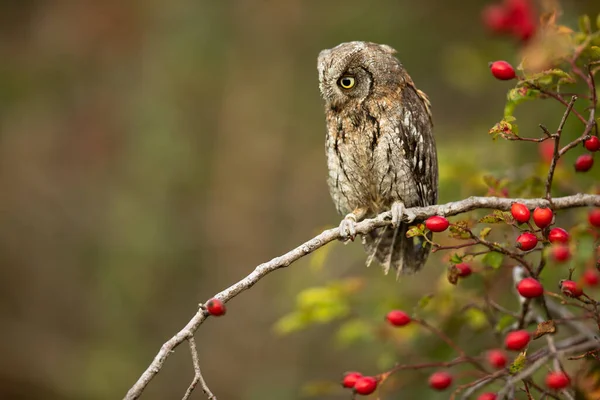 Сова Otus Scops Сова Small Scops Owl Ветке Осеннем Лесу — стоковое фото