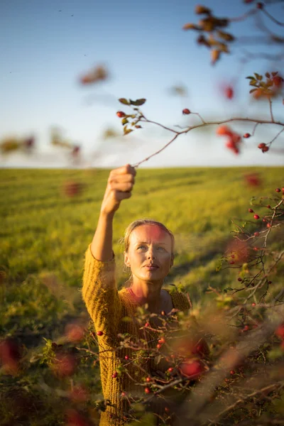 Bonita Jovem Mulher Coletando Frutas Rosa Mosqueta Outono Natureza — Fotografia de Stock